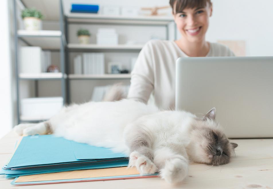 Home Office Katze liegt auf dem Schreibtisch