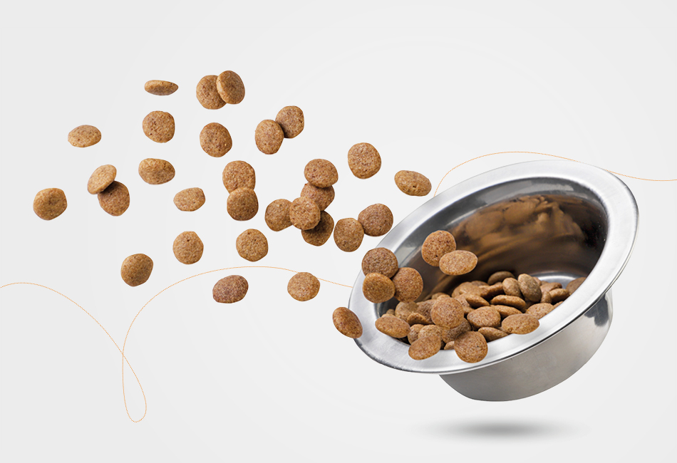 Vet-Concept Senior-Hundefutter in einem Fressnapf