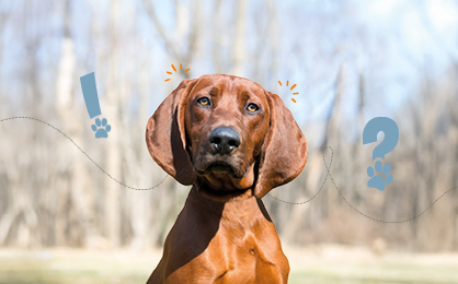 FAQ zu Hundefutter mit Lamm