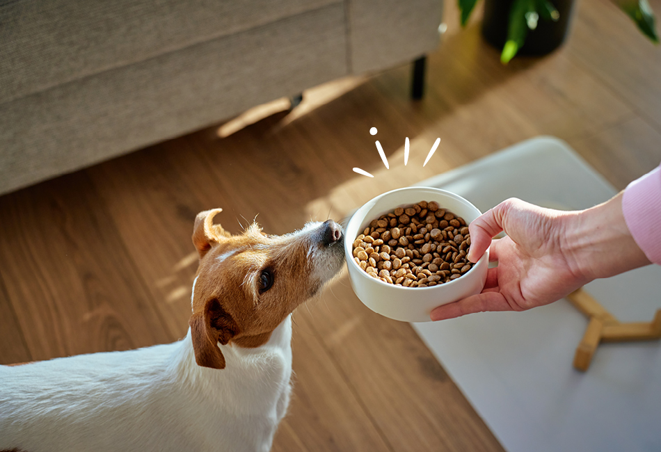 Person bei der F�tterung eines Hundes mit Schonkost