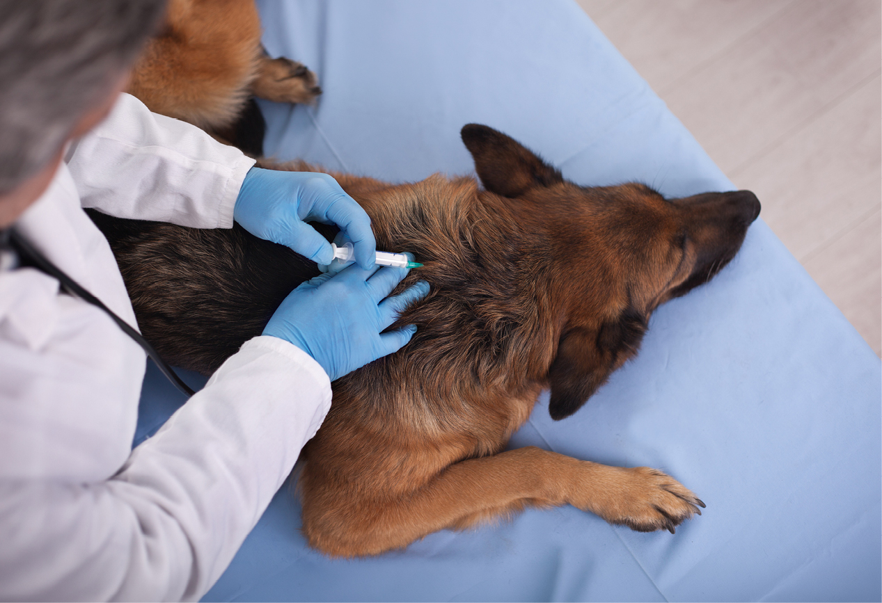 Person verabreicht einem Hund Insulin