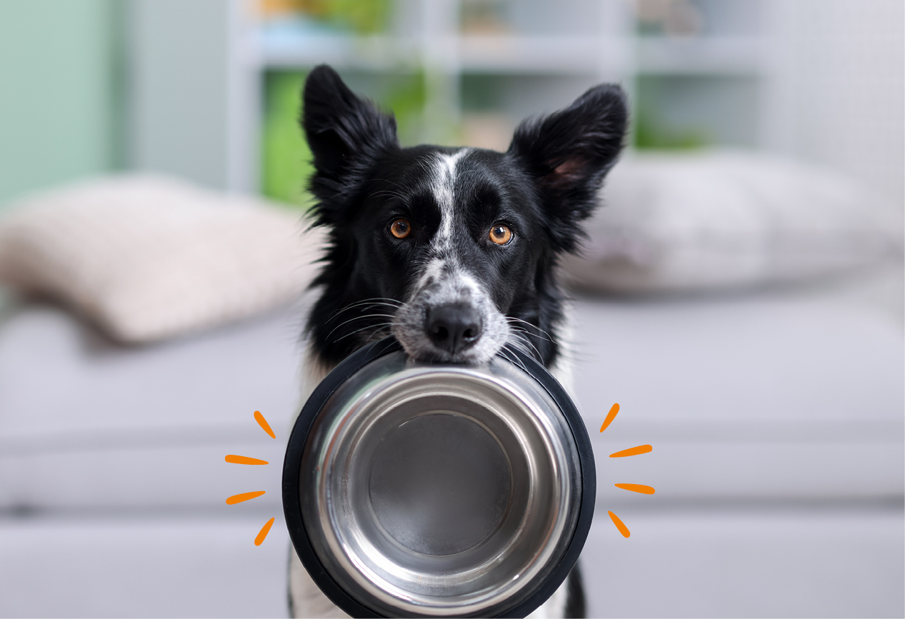 Ein Border-Collie sitzt und hat einen Napf im Mund