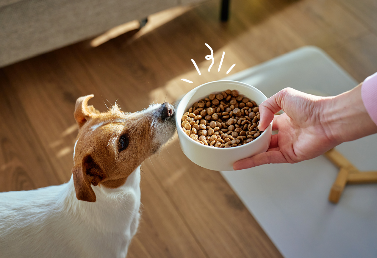 Eine Person reicht einem Jack-Russell einen Napf mit Trockenfutter B�ffel