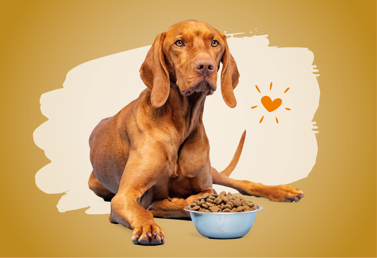 Hund sitzt neben einem Napf mit Monoprotein-Futter mit Kaninchen