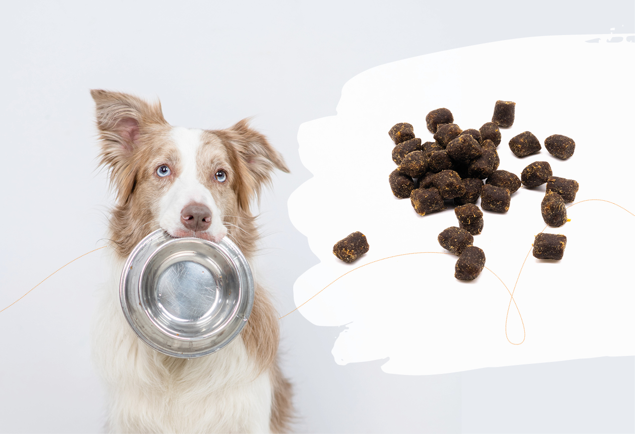 Vet-Concept Monoprotein-Futter mit Rindfleisch