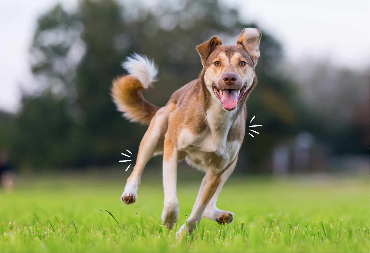 Hunde l�uft gl�cklich �ber eine gr�ne Wiese