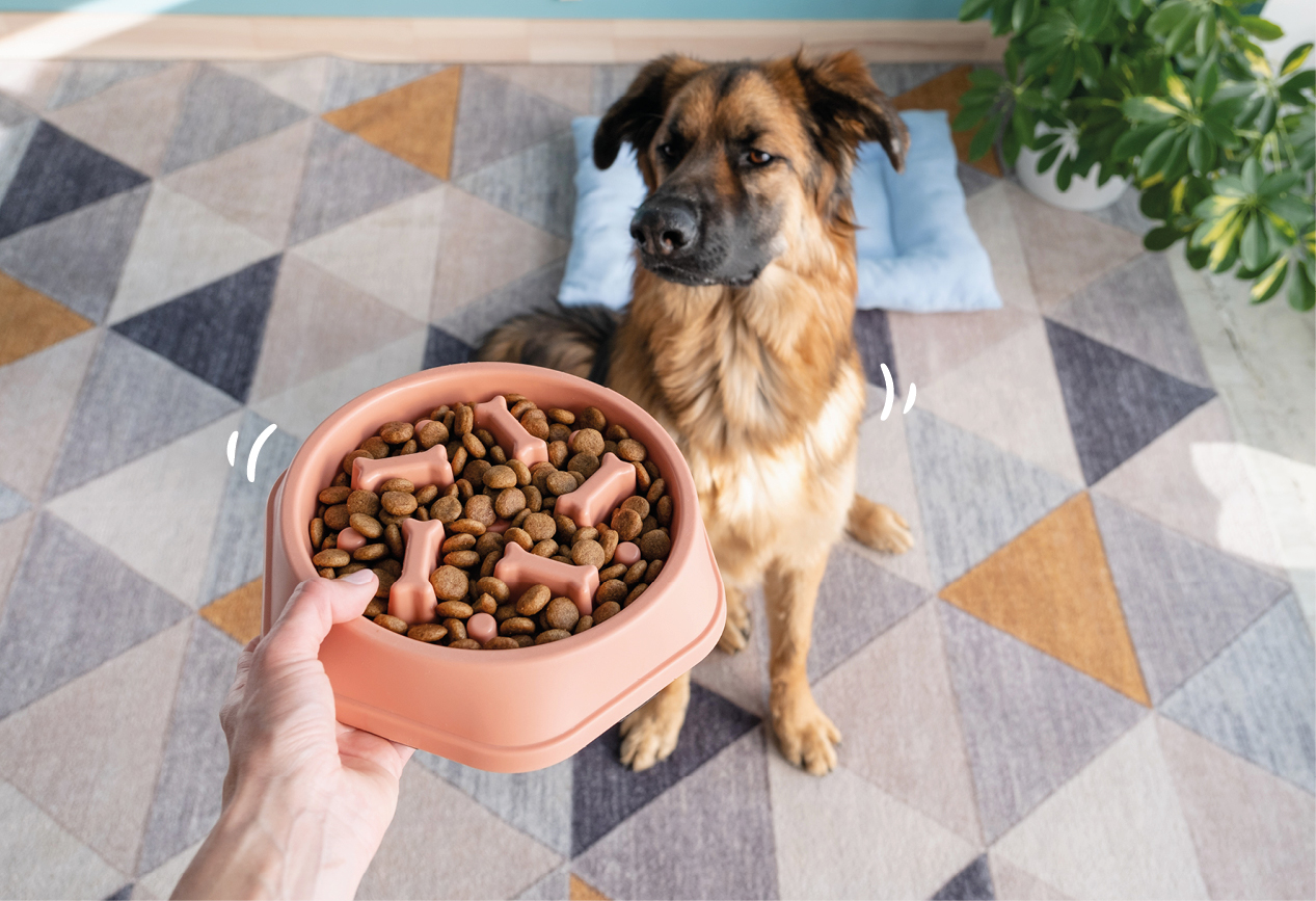 Eine Person bereitet Hundefutter vor, w�hrend der Hund aufmerksam daneben sitzt.