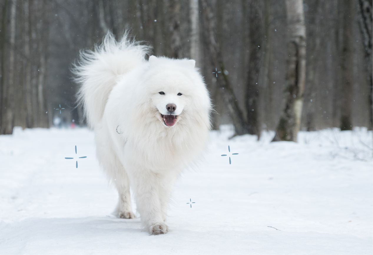 Hund spaziert mit gesch�tzten Pfoten durch den Schnee.