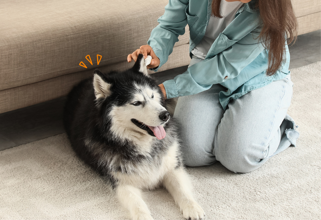 Person reinigt vorsichtig die Ohrmuschel eines Hundes.