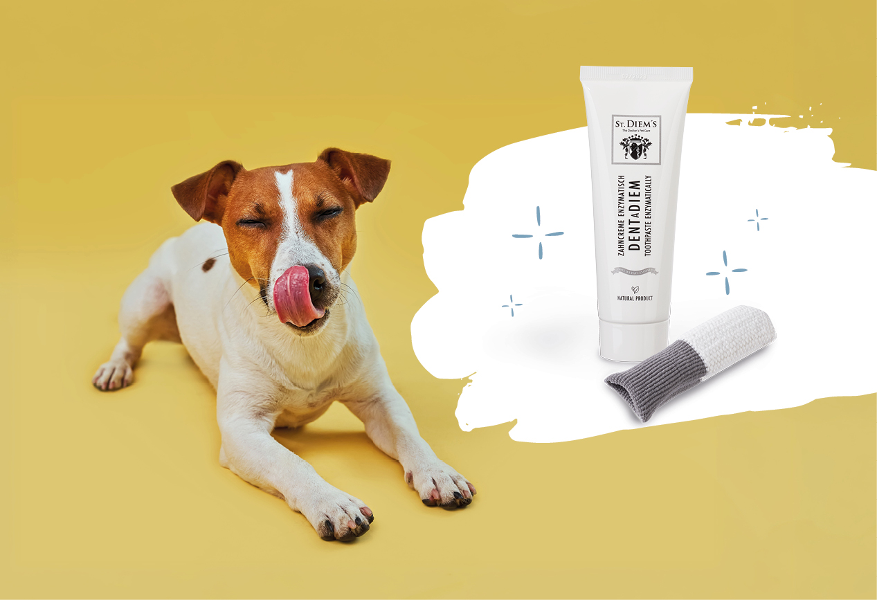 Zahnb�rste und Zahnpasta liegen neben einem Hund