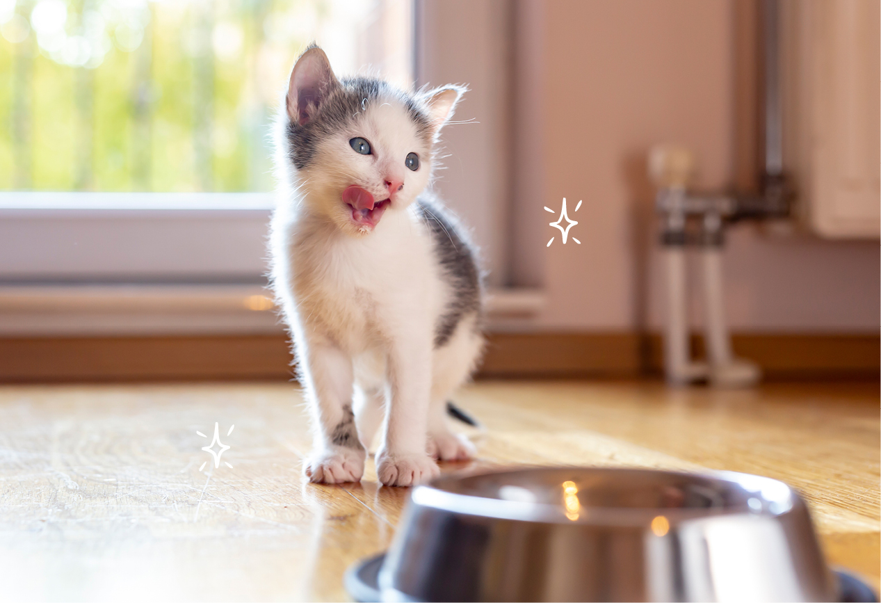Kitten die Vet-Concept Nassfutter essen