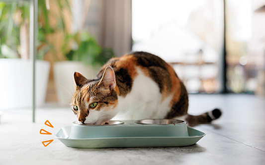 Katze frisst Schonkost gegen Magen-Darm Probleme