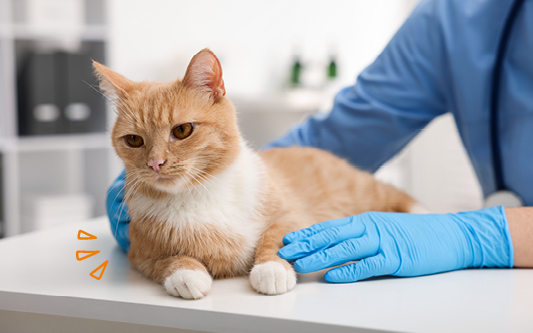 Katze auf dem Behandlungstisch beim Tierarzt
