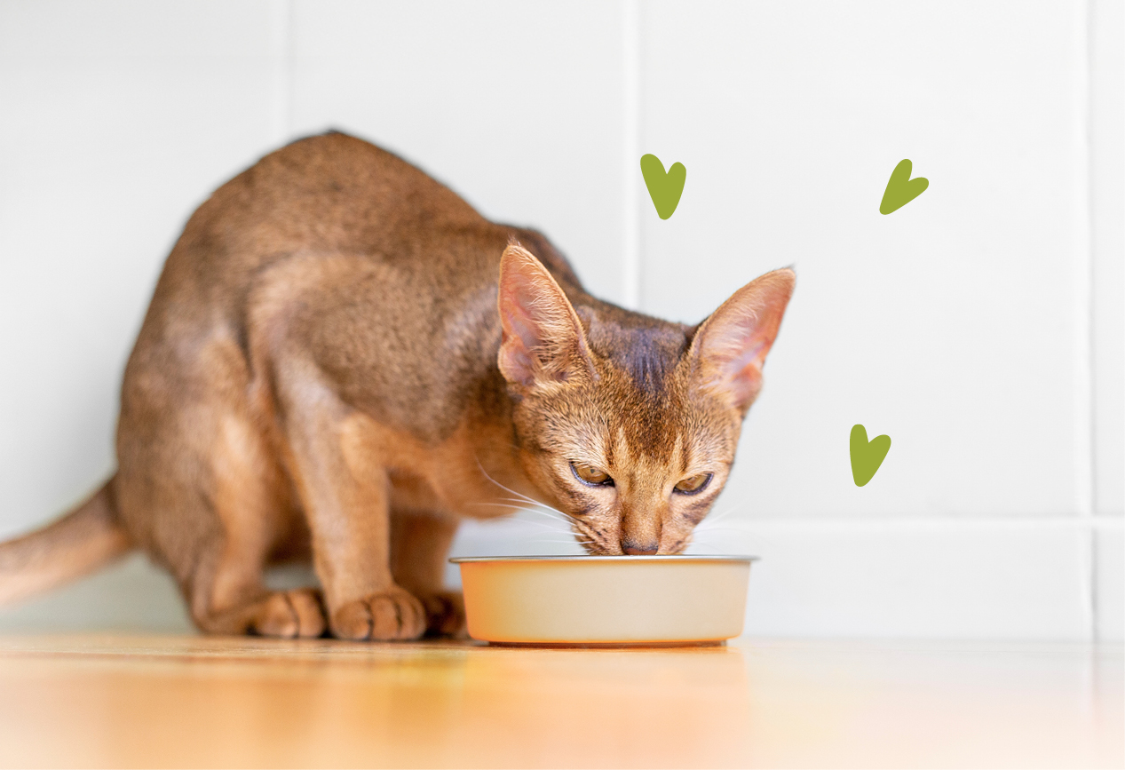 Eine Katze frisst Futter aus dem Napf