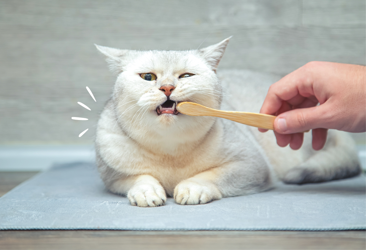 Person putzt einer Katze die Z�hne mit einer Zahnb�rste