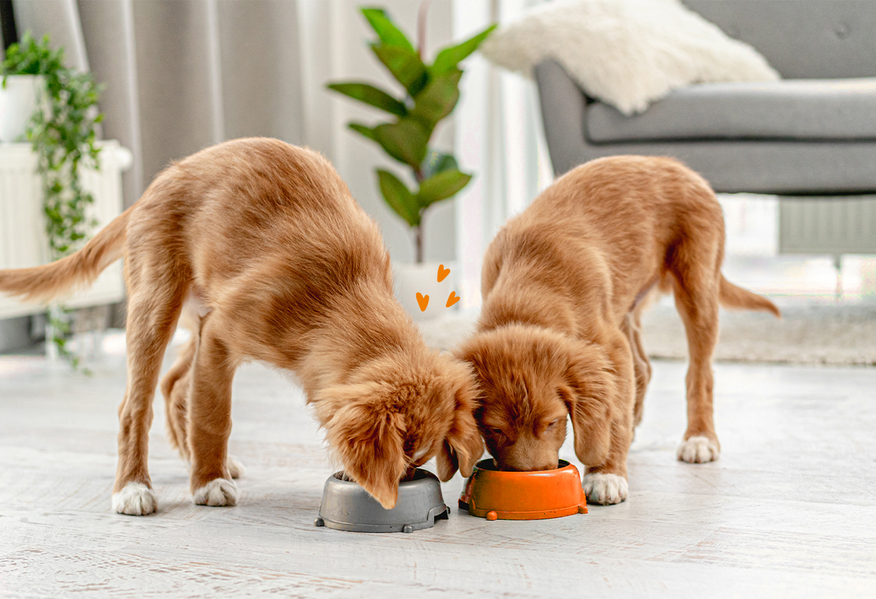 Welpe und �lterer Hund neben N�pfen mit Nassfutter