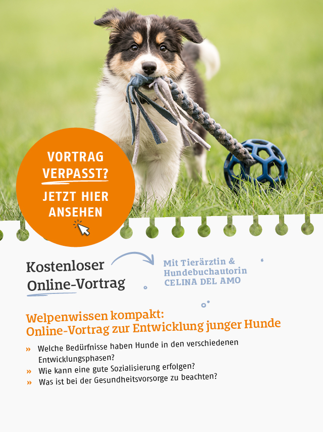 Kostenloser Online-Vortrag zum Thema Welpenwissen kompakt. Jetzt Video ansehen.