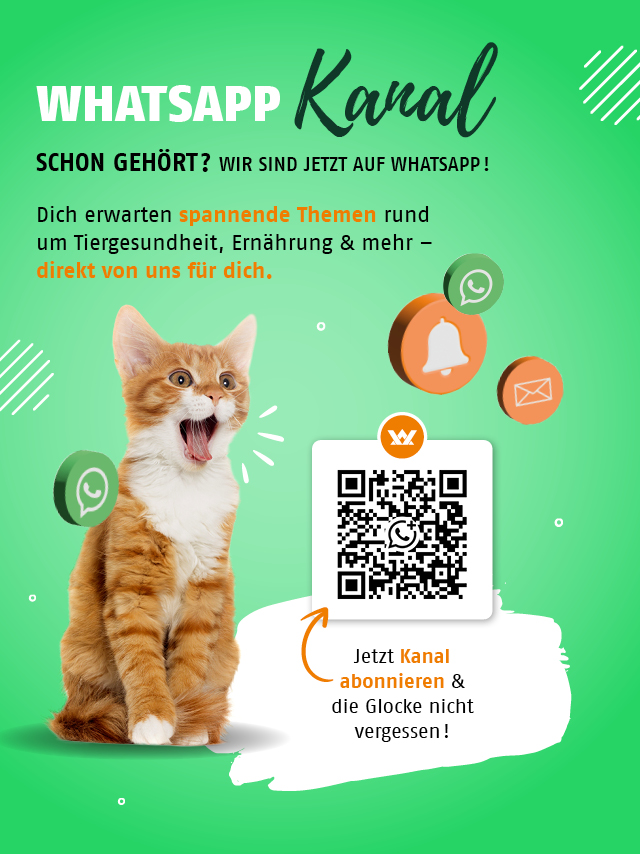 Jetzt WhatsApp Kanal abonnieren & die Glocke nicht vergessen&thinsp;!
