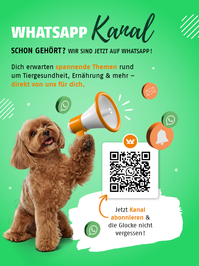 Jetzt WhatsApp Kanal abonnieren & die Glocke nicht vergessen !