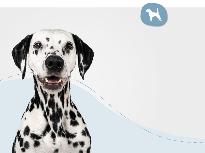 Hundefutter und noch vieles mehr