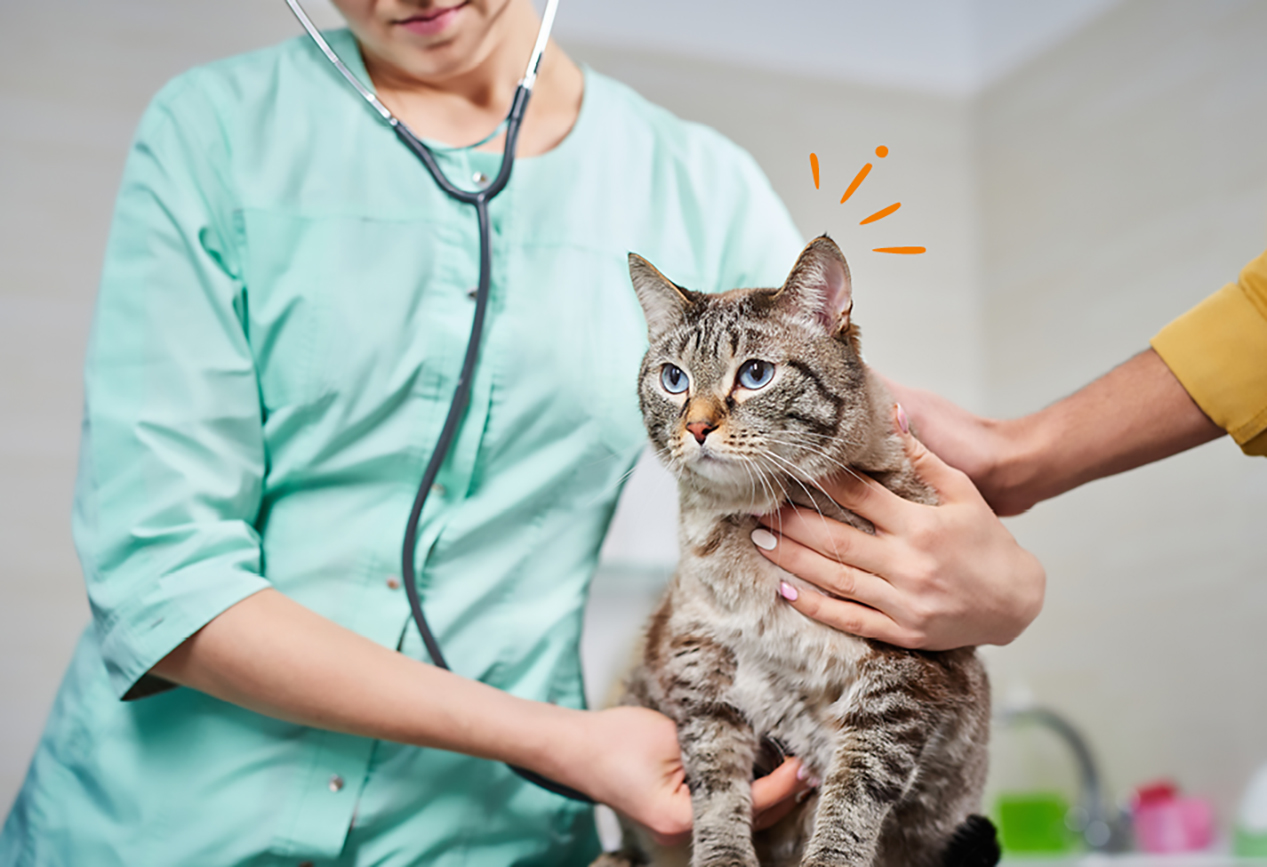 Tierarzt untersucht Katze nach Krankheiten Tierarzt der Katze untersucht