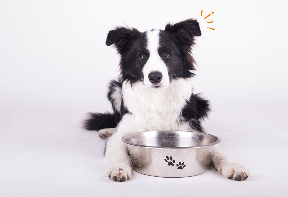Hunde mit einem besorgten Gesichtsausdruck, der sein Futter stehen l&auml;sst