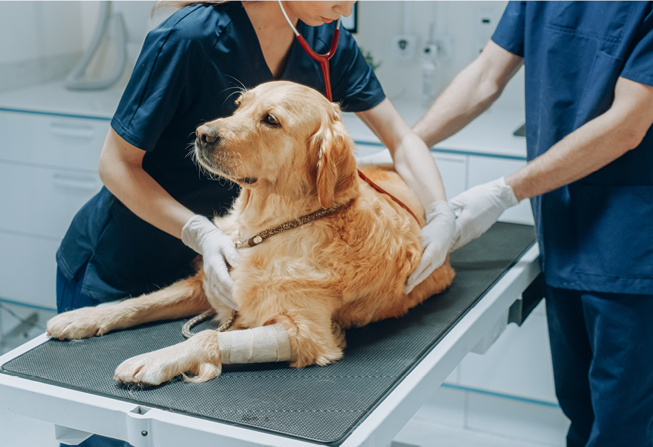 Tierarzt der Hund untersucht