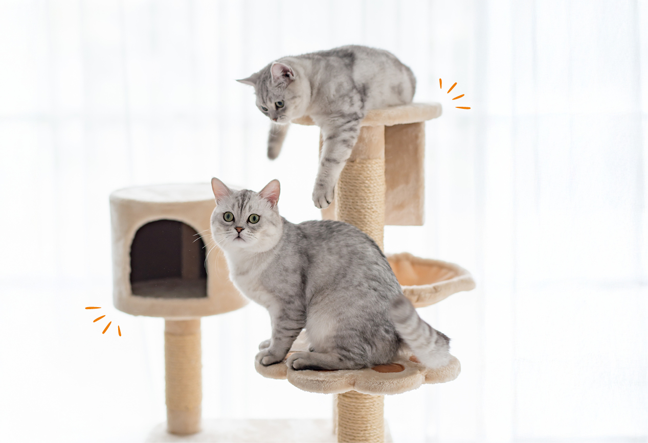 Katzen verschiedener Rassen auf einem Kratzbaum