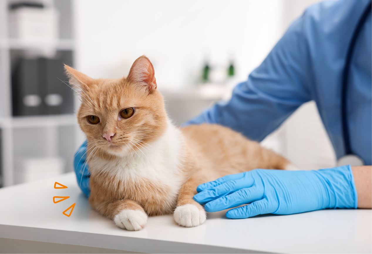 Tierarzt untersucht eine Katze nach Hautkrankheiten