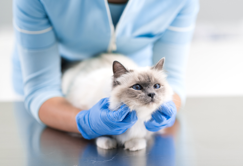 Tierarzt untersucht die Katze nach Diabetes