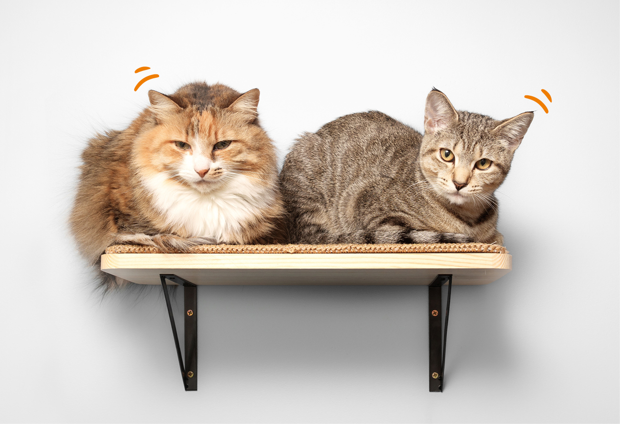 Mehrere Katzen verschiedener Rassen sitzen nebeneinander