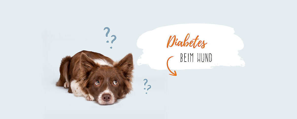 Diabetes beim Hund – Symptome & Behandlung