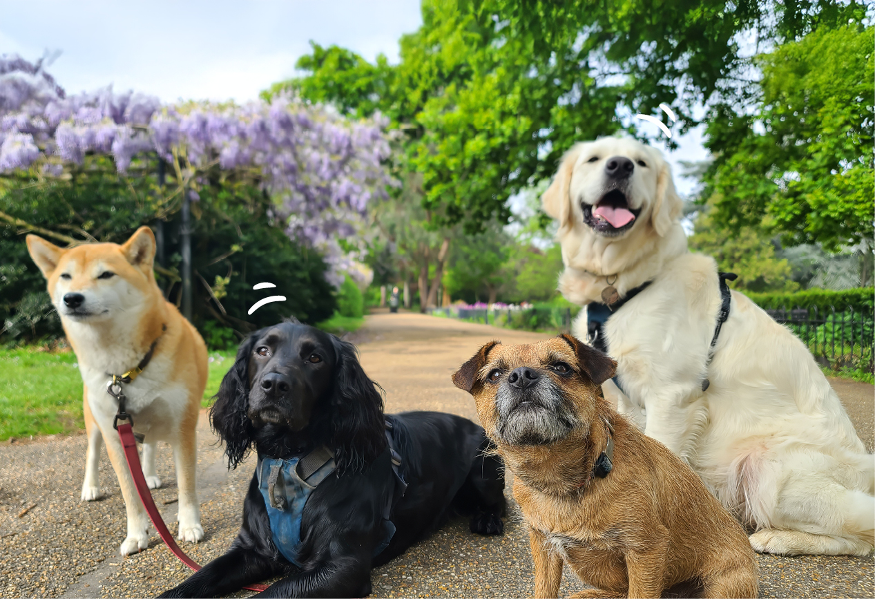 Mehrere Hunde verschiedener Rassen sitzen nebeneinander