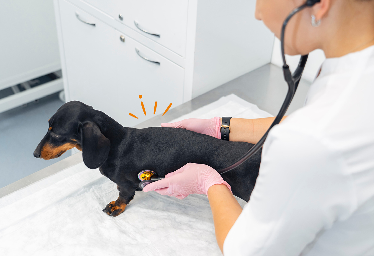 Tierarzt untersucht den Hund nach Diabetes