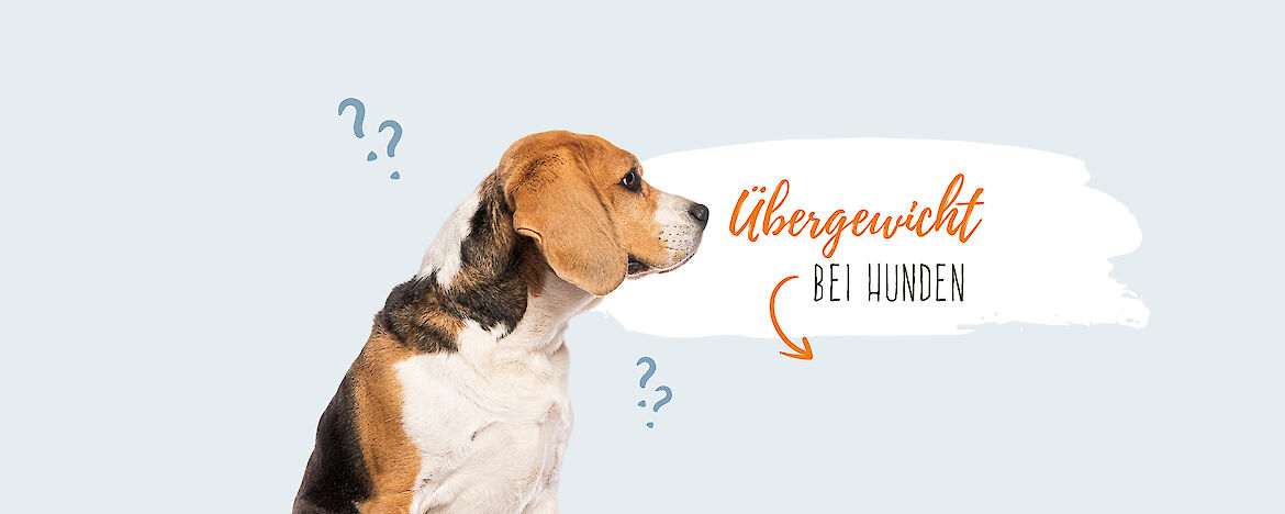 &Uuml;bergewicht bei Hunden &ndash; Ursachen & Behandlung