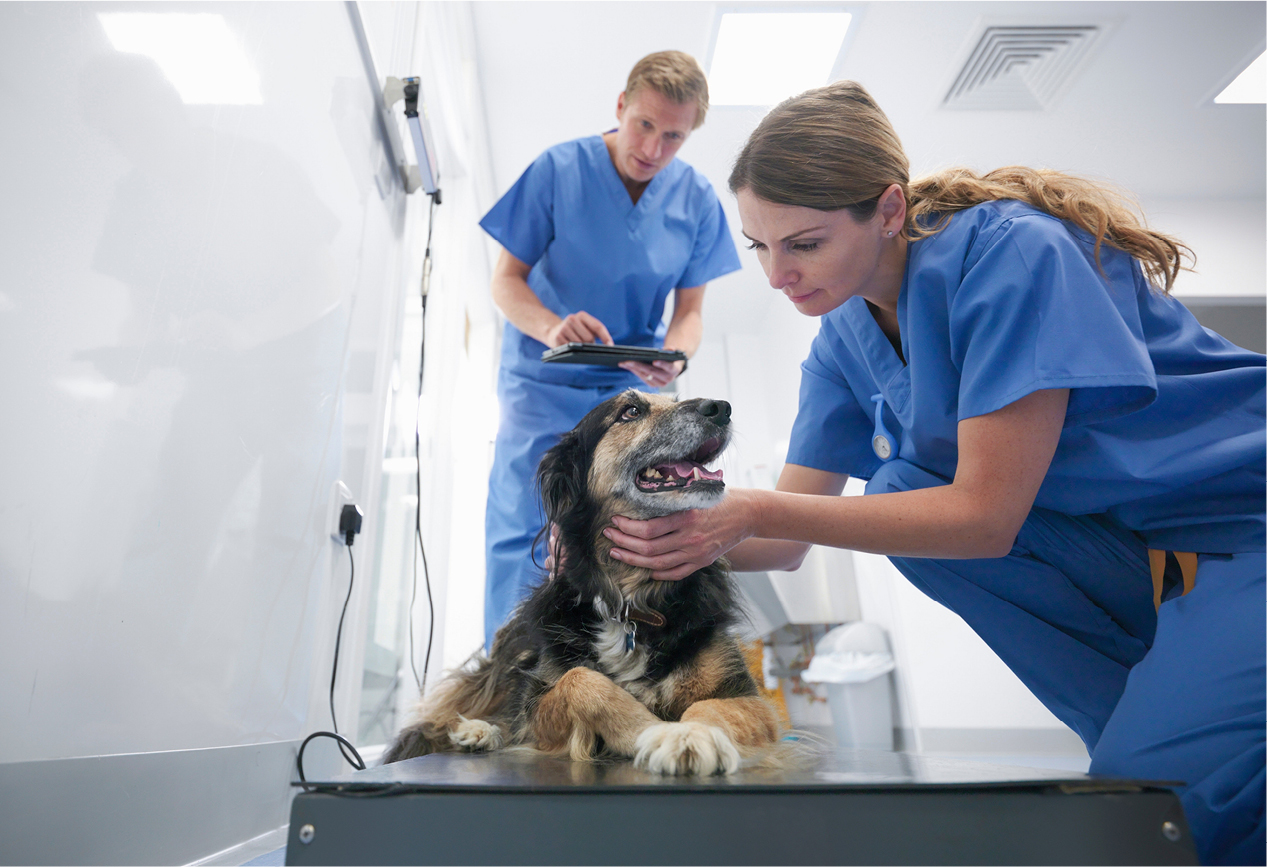 Tierarzt wiegt den Hund und untersucht ob ein &Uuml;bergewicht oder Normalgewicht vorhanden ist