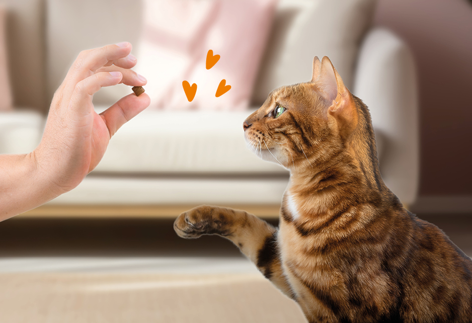Gl�ckliche Katze die mit Leckerlis gef�ttert wird