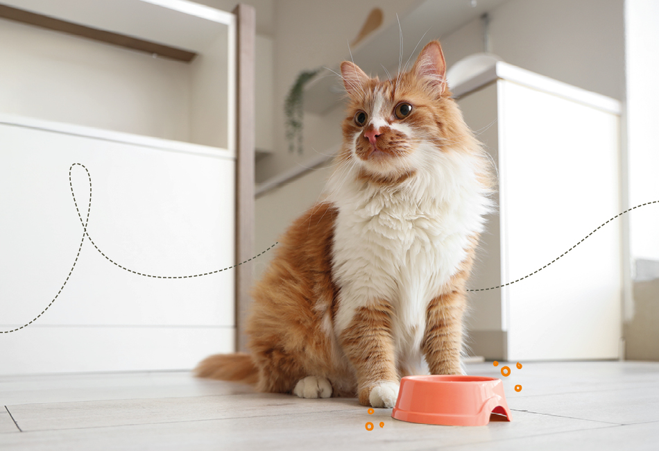 Katze mit einer Futterschale die mit Futter gef�llt ist
