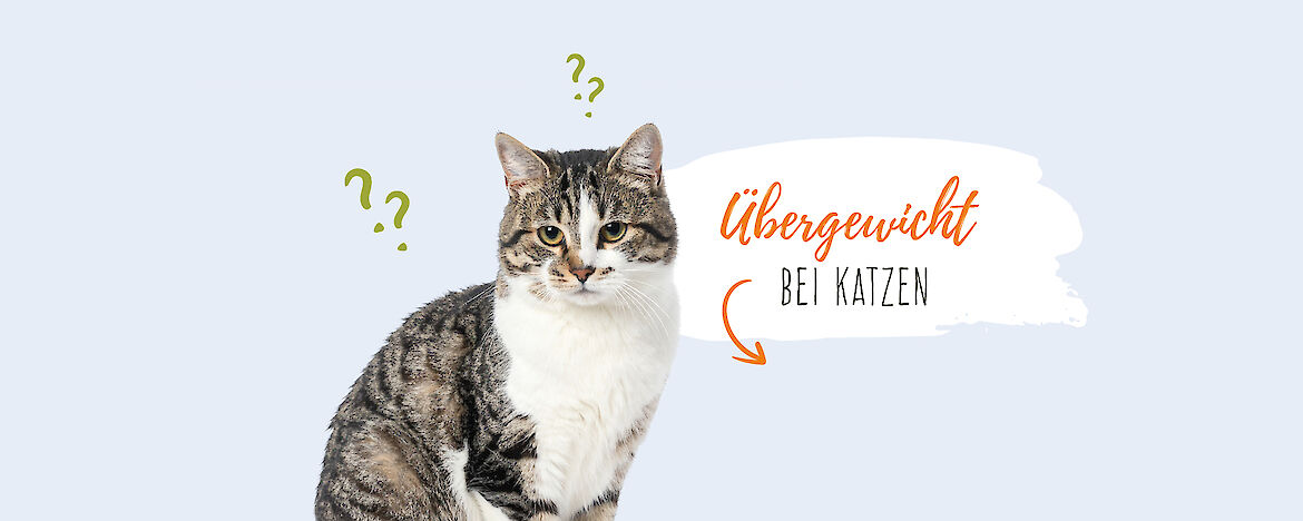 &Uuml;bergewicht bei Katzen: Ursachen & Behandlung