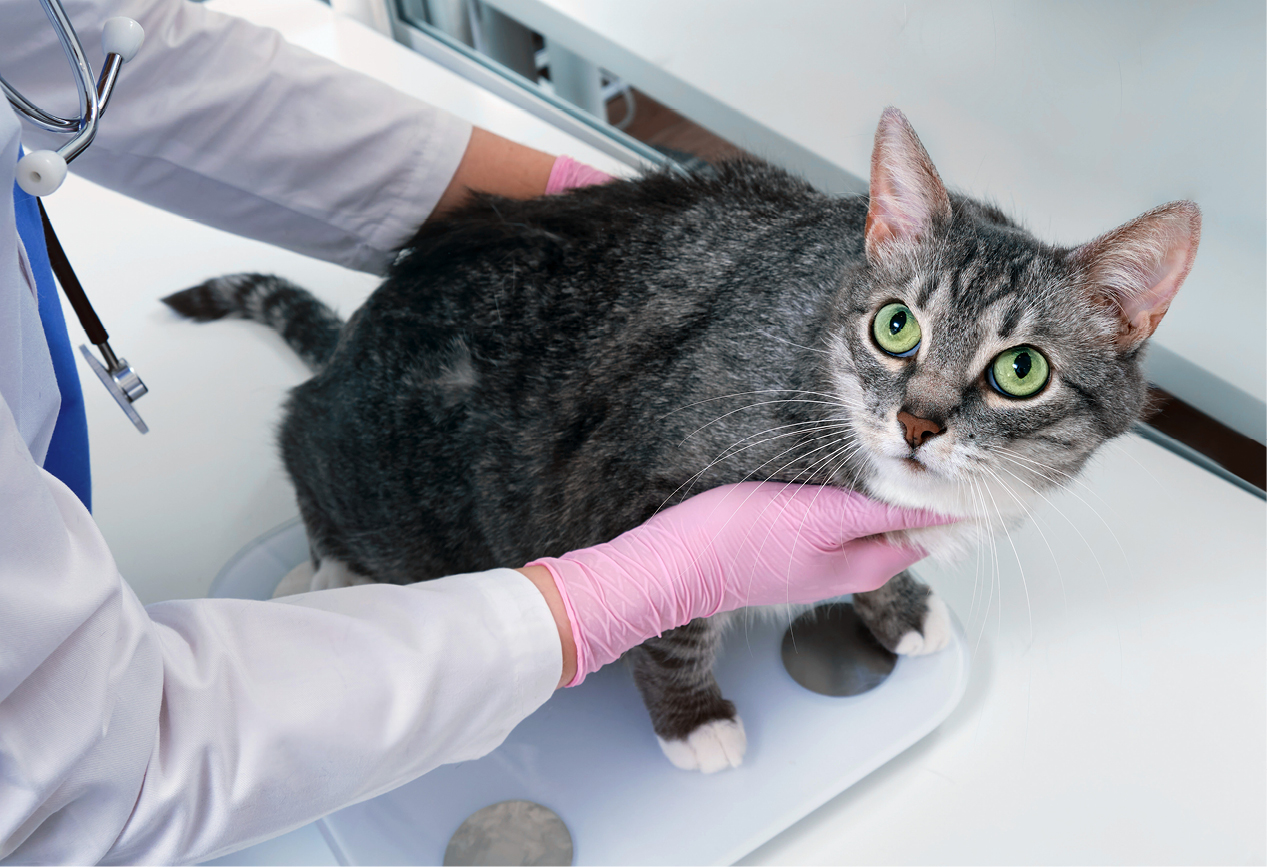 Tierarzt wiegt die Katze um zu &uuml;berpr&uuml;fen ob Normal- oder &Uuml;bergewicht