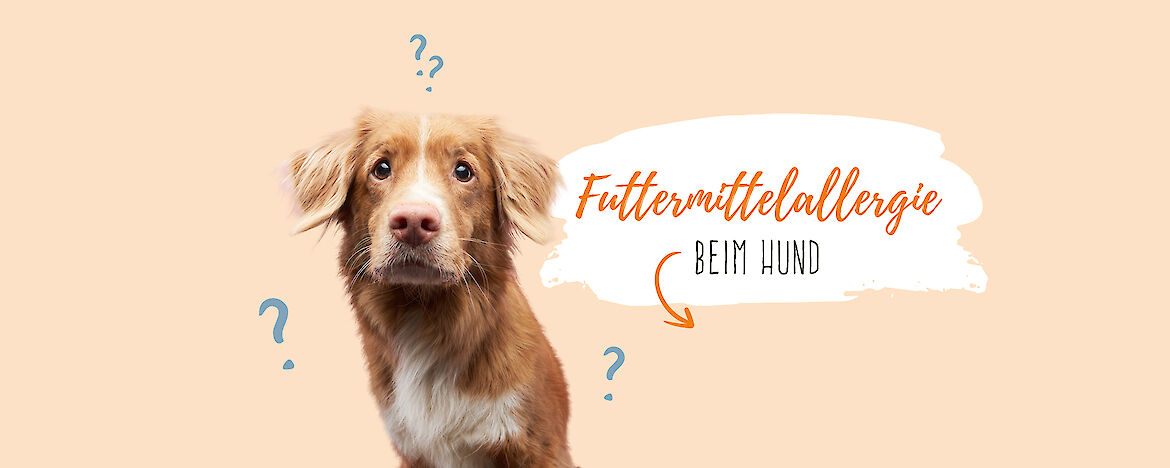 Futterallergie beim Hund &ndash; Symptome & Behandlung