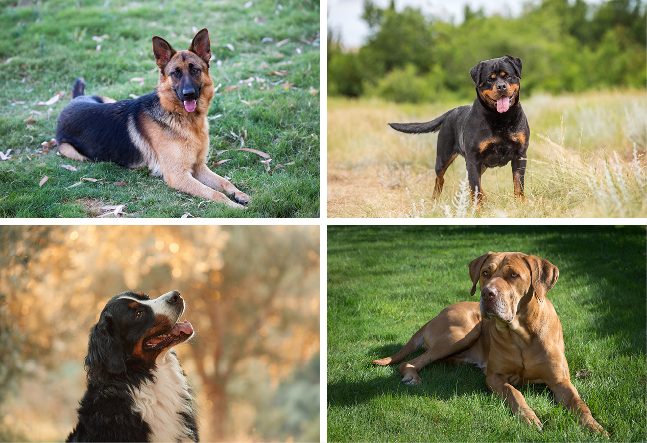 Mehrere Hunde verschiedener Rassen