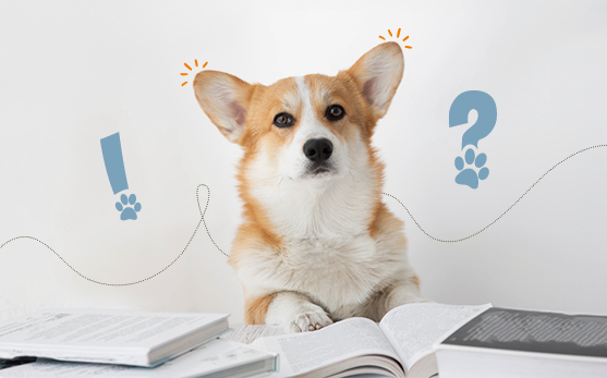 Arthrose bei Hunden: H�ufige Fragen & Expertenantworten