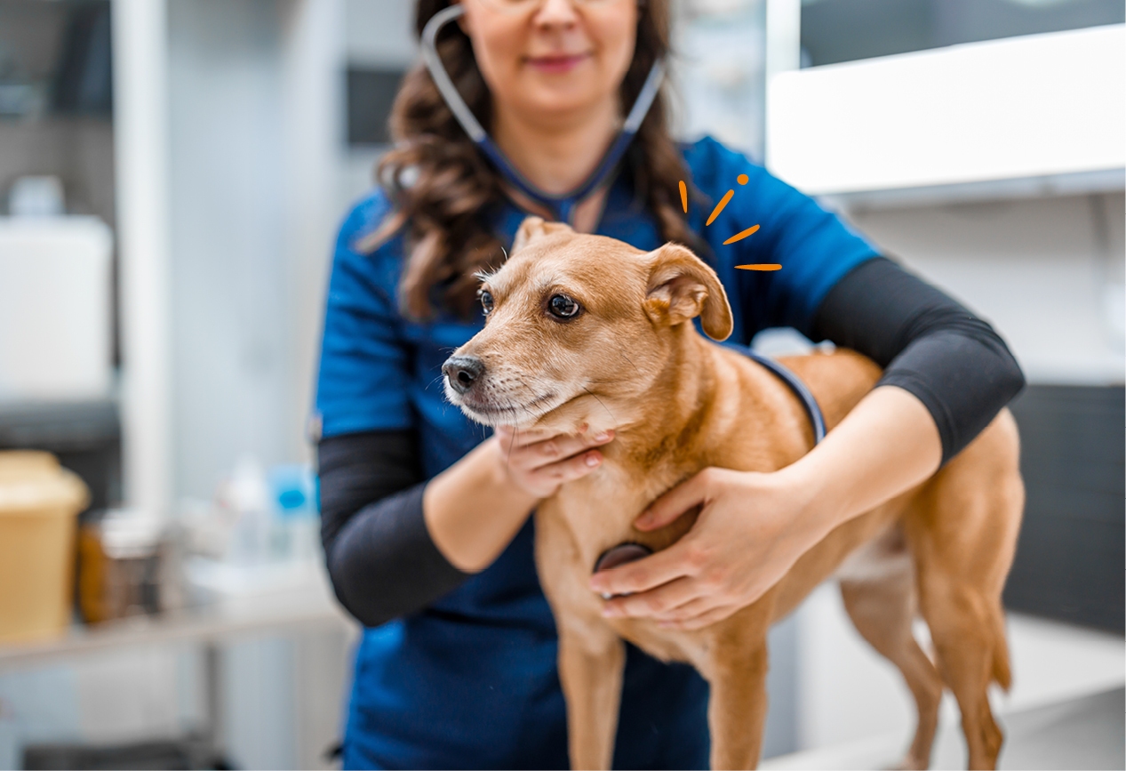 Tierarzt untersucht Hund nach Krankheiten
