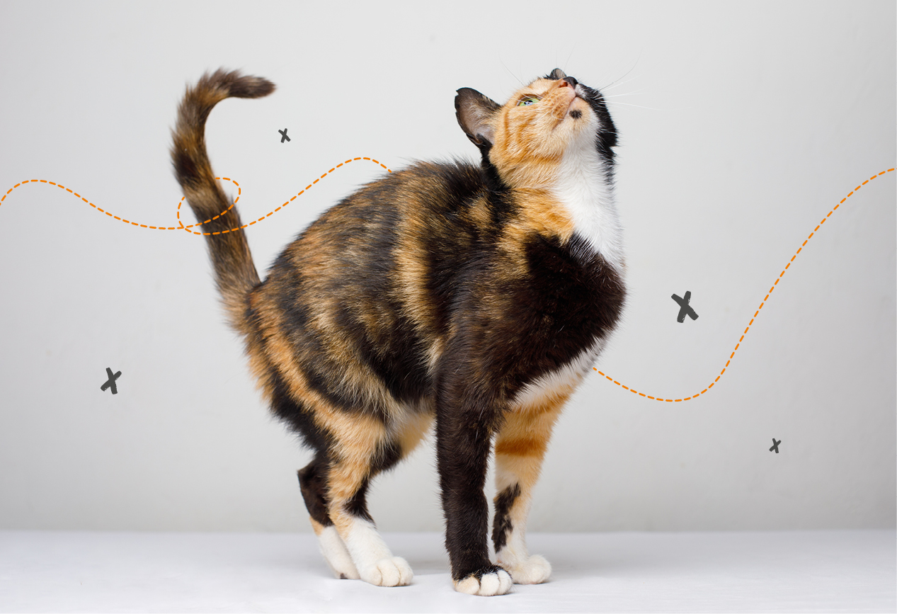 Anatomie der H&uuml;ftgelenke, Kniegelenke und der Wirbels&auml;ule von Arthrose einer Katze
