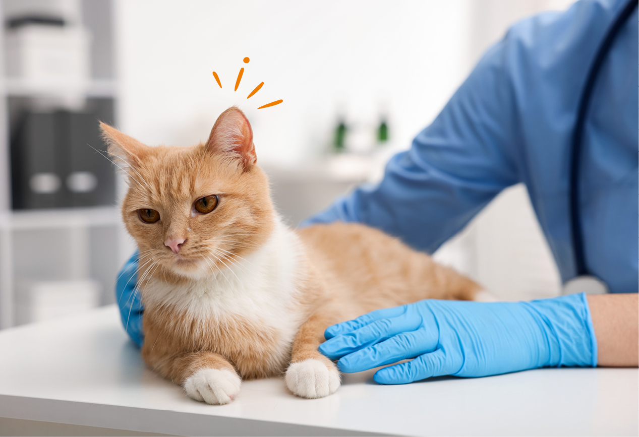 Tierarzt untersucht die Katze nach Diabetes