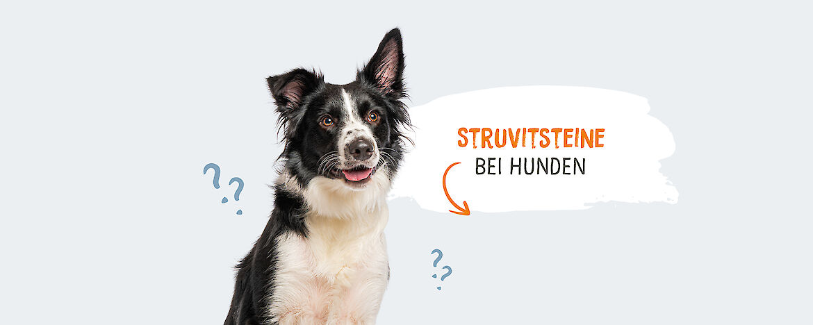 Struvitsteine bei Hunden - Symptome & Behandlung