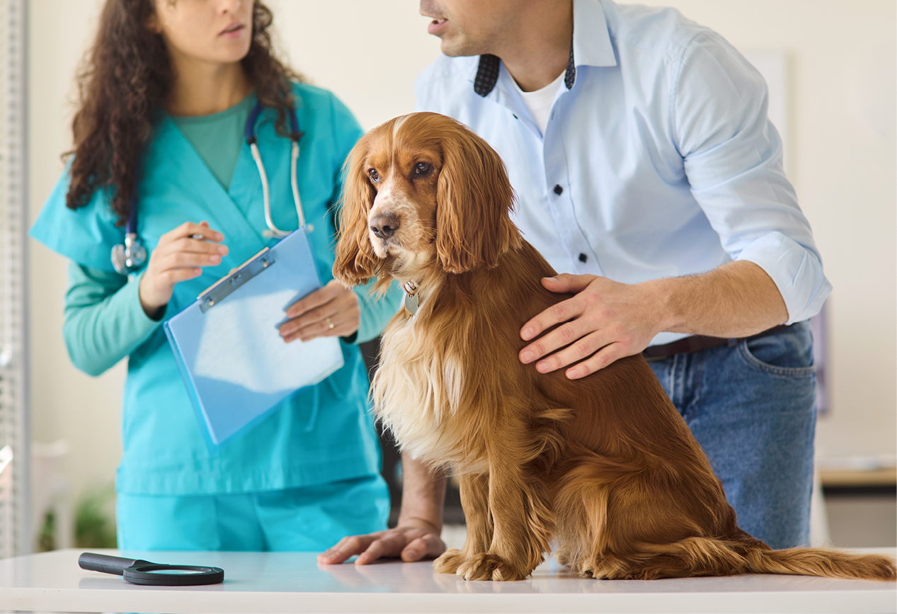 Hund sitzt auf einem Behandlungstisch beim Tierarzt