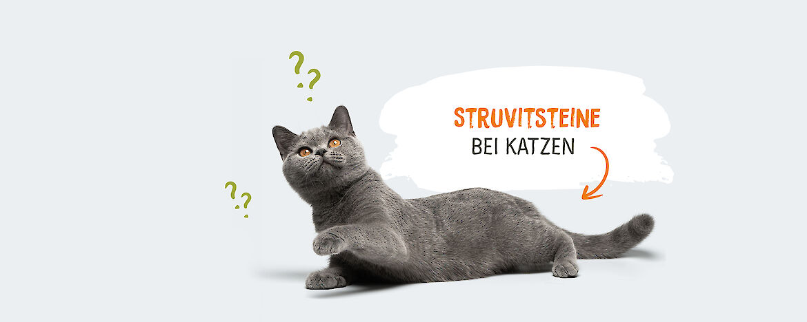 Struvitsteine bei Katzen - Symptome & Behandlung