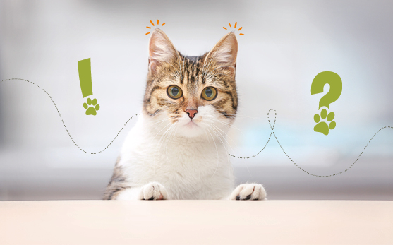 Struvitsteine bei Katzen: H&auml;ufige Fragen & Expertenantworten